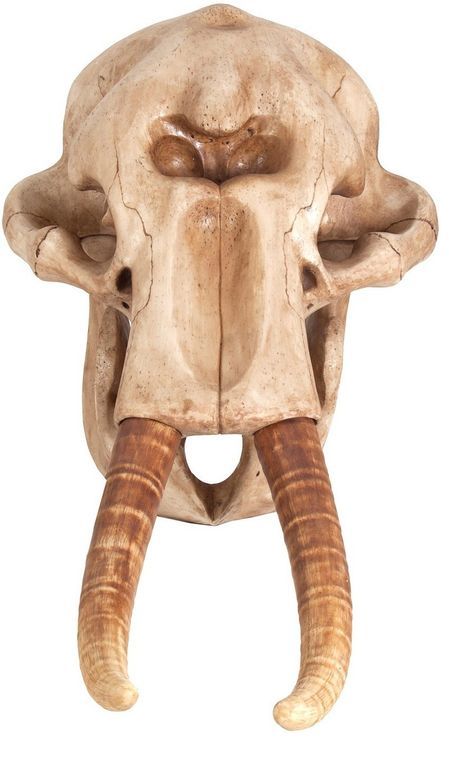 Sculpture crâne d'éléphante résine naturel vieilli Ouri - Photo n°1