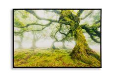 Impression sur toile laquée avec cadre, motif forêt, 90 x 4 x 60 cm