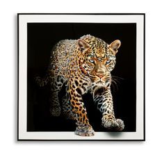 Tableau sur toile laquée jaguar avec cadre -a- cm 82x4x82