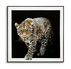 Tableau sur toile laquée jaguar avec cadre -b- cm 82x4x82