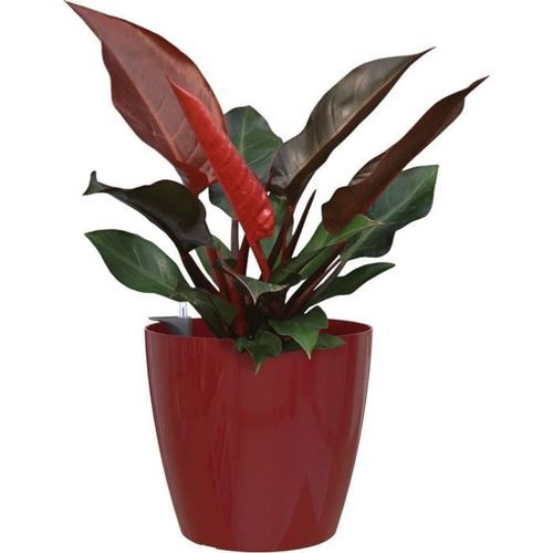 ARTEVASI - Pot san remo auto-arrosage 30cm rouge foncé 30 x 30 x h27,3 cm - 0,82l - Photo n°2; ?>