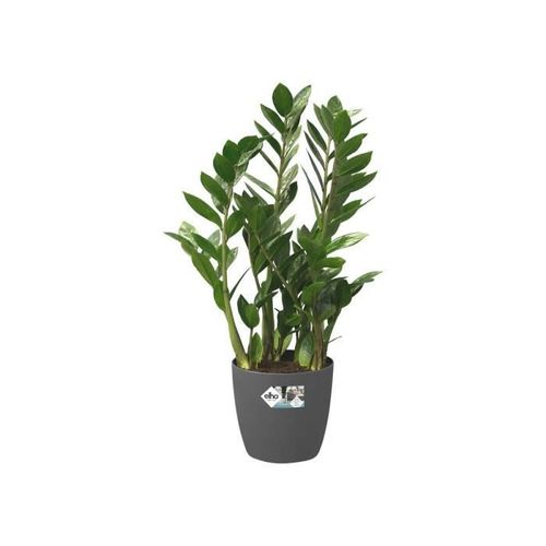 Brussels Rond Roues 35 Anthracite 10 Brussels Rond Roues 35 anthracite - Photo n°2; ?>