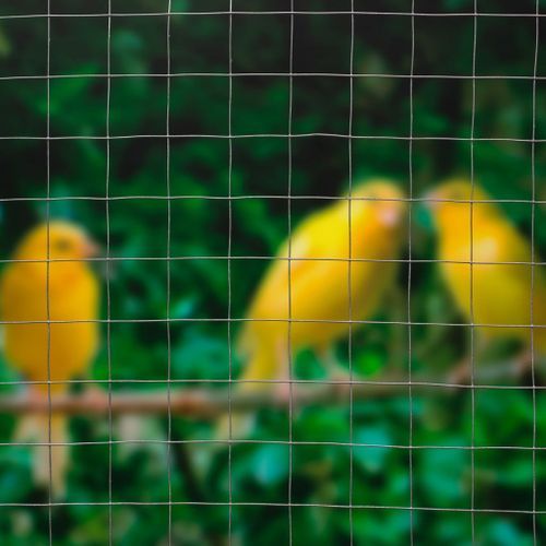 Nature Grillage métallique carré 1 x 2,5 m 13 mm Acier galvanisé - Photo n°2; ?>