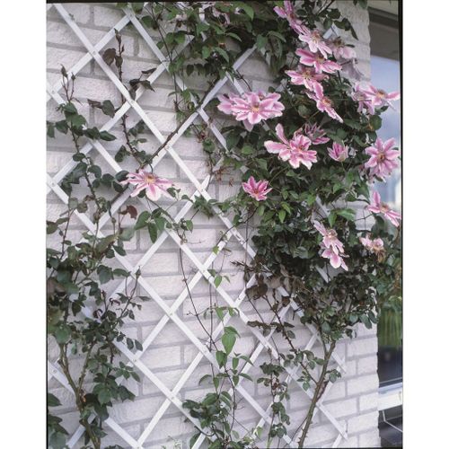 Nature Palissade de jardin 50 x 150 cm PVC Blanc - Photo n°2; ?>