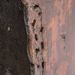 Buffet oriental orme massif recyclé marron vieilli Maya - Photo n°5
