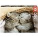 EDUCA - Puzzle - 500 Doux chatons - Photo n°1