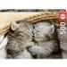 EDUCA - Puzzle - 500 Doux chatons - Photo n°2