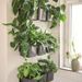 LECHUZA 3 pcs Jardinières Green Wall Home Kit Anthracite brillant - Photo n°6