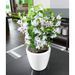 LECHUZA Jardinière de table CLASSICO LS 21 ALL-IN-ONE blanc brillant - Photo n°1