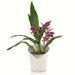 LECHUZA Jardinière ORCHIDEA ALL-IN-ONE Blanc mat - Photo n°4