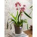 LECHUZA Jardinière ORCHIDEA ALL-IN-ONE diamètre 18 cm taupe - Photo n°1