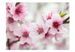 Papier peint Cerisier en fleurs avec petites fleurs roses - Photo n°2