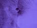 Tête de lit capitonnée Velours Violet 140 Luxa - Photo n°2