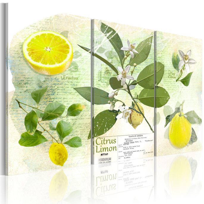 Tableau Fruit: lemon - Photo n°1