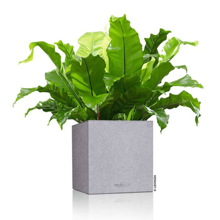 LECHUZA Jardinière CANTO Stone 30 Low ALL-IN-ONE Gris pierre - Photo n°10