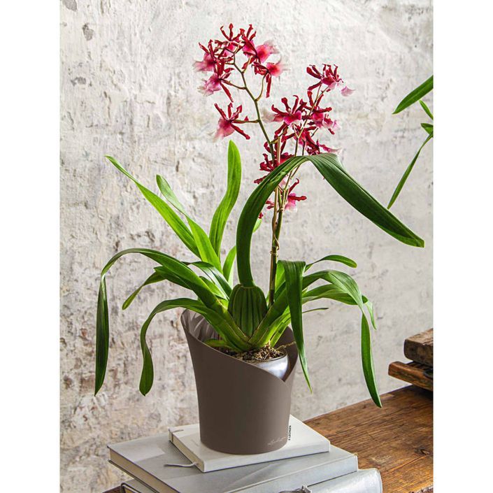 LECHUZA Jardinière ORCHIDEA ALL-IN-ONE diamètre 18 cm taupe - Photo n°1