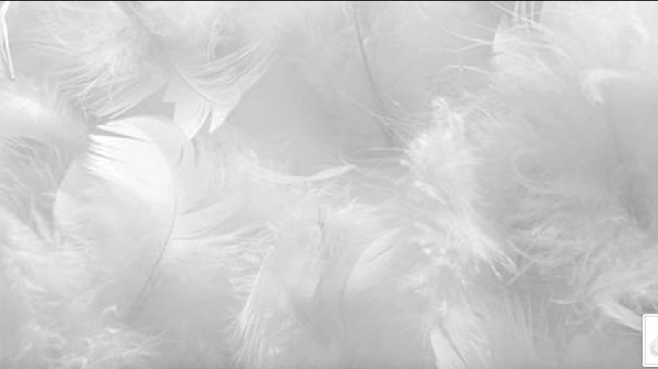 Photo n°6
